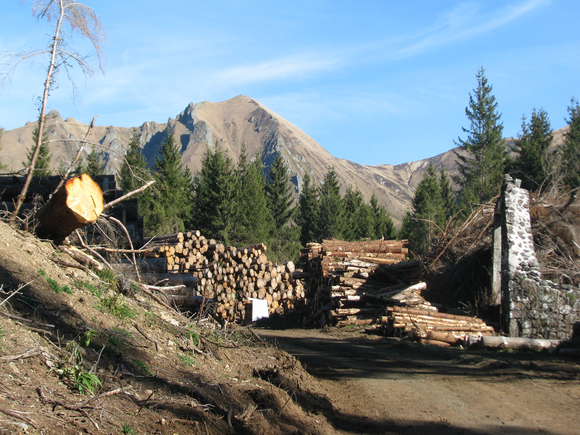 Restauration écologique et paysagère de la plantation d’épicéas de la Montagne du Mont (vallée de la Fontaine salée)